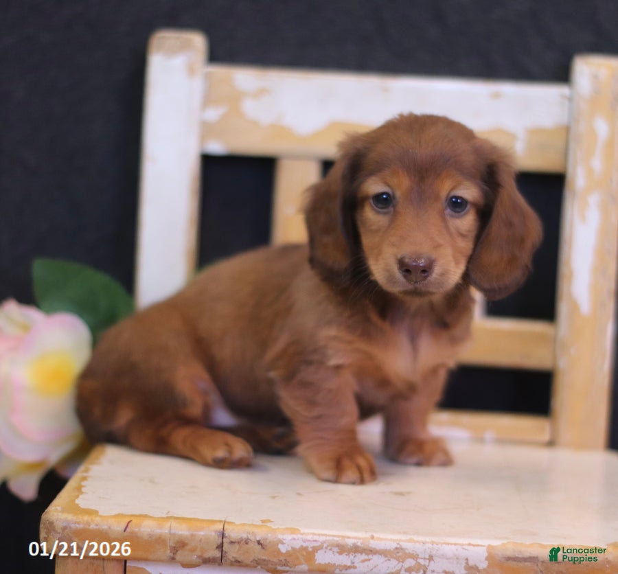 Miniature Dachshund dogs Wren - Ad 36