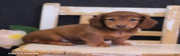 Miniature Dachshund dogs for sale: Wren - Ad 1