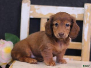 Miniature Dachshund dogs Wren - Ad 36