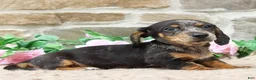 Miniature Dachshund dogs for sale: Patrick - Ad 3