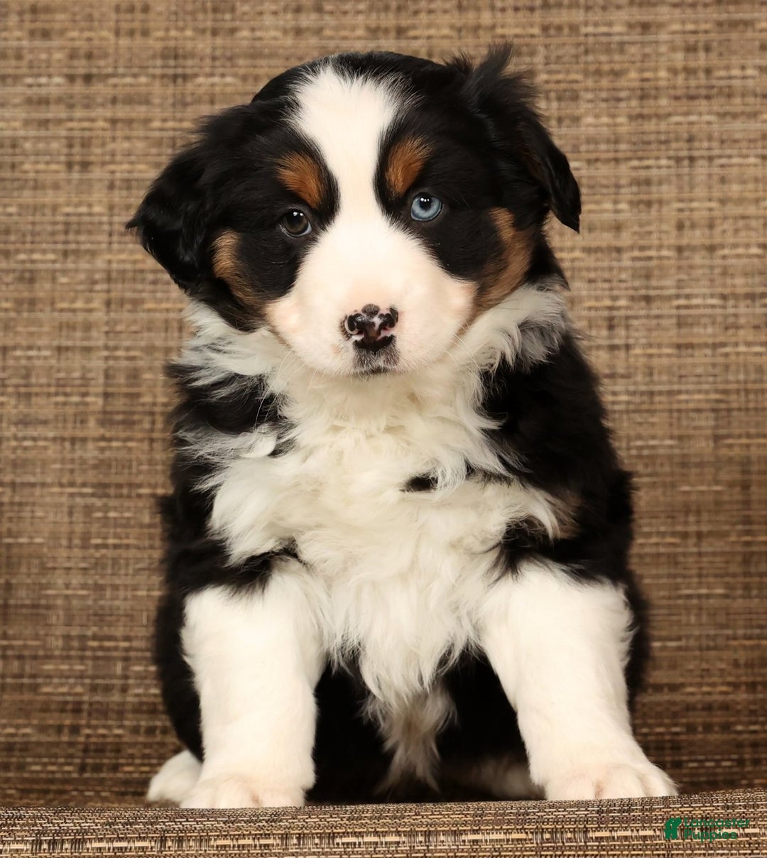Miniature Australian Shepherd dogs for sale: Rio - Ad 2