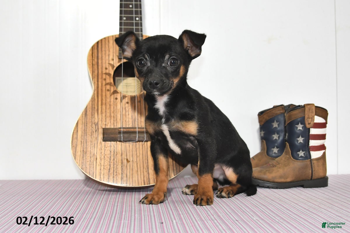 Chihuahua dogs Tyson - Ad 40