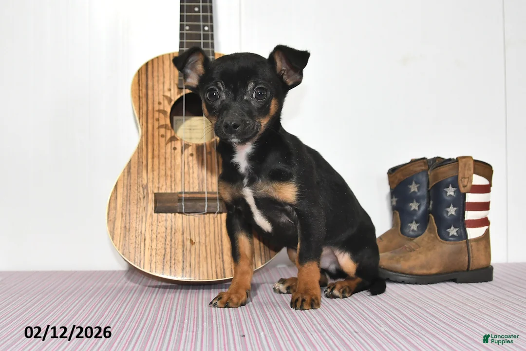 Chihuahua dogs for sale: Tyson - Ad 1