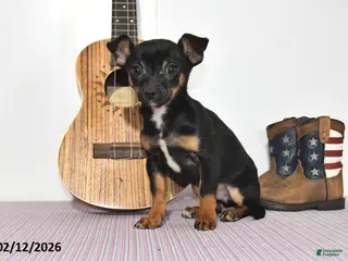 Chihuahua dogs Tyson - Ad 28