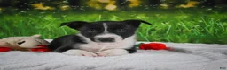 Border Collie dogs for sale: Durango - Ad 4