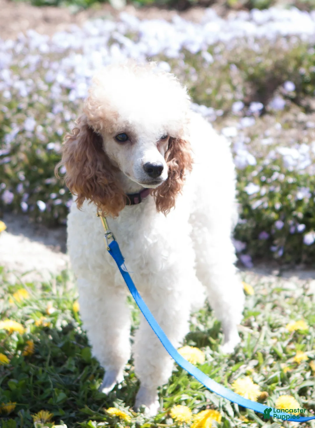Mini Goldendoodle dogs for sale: Miss Ribbon - Ad 5