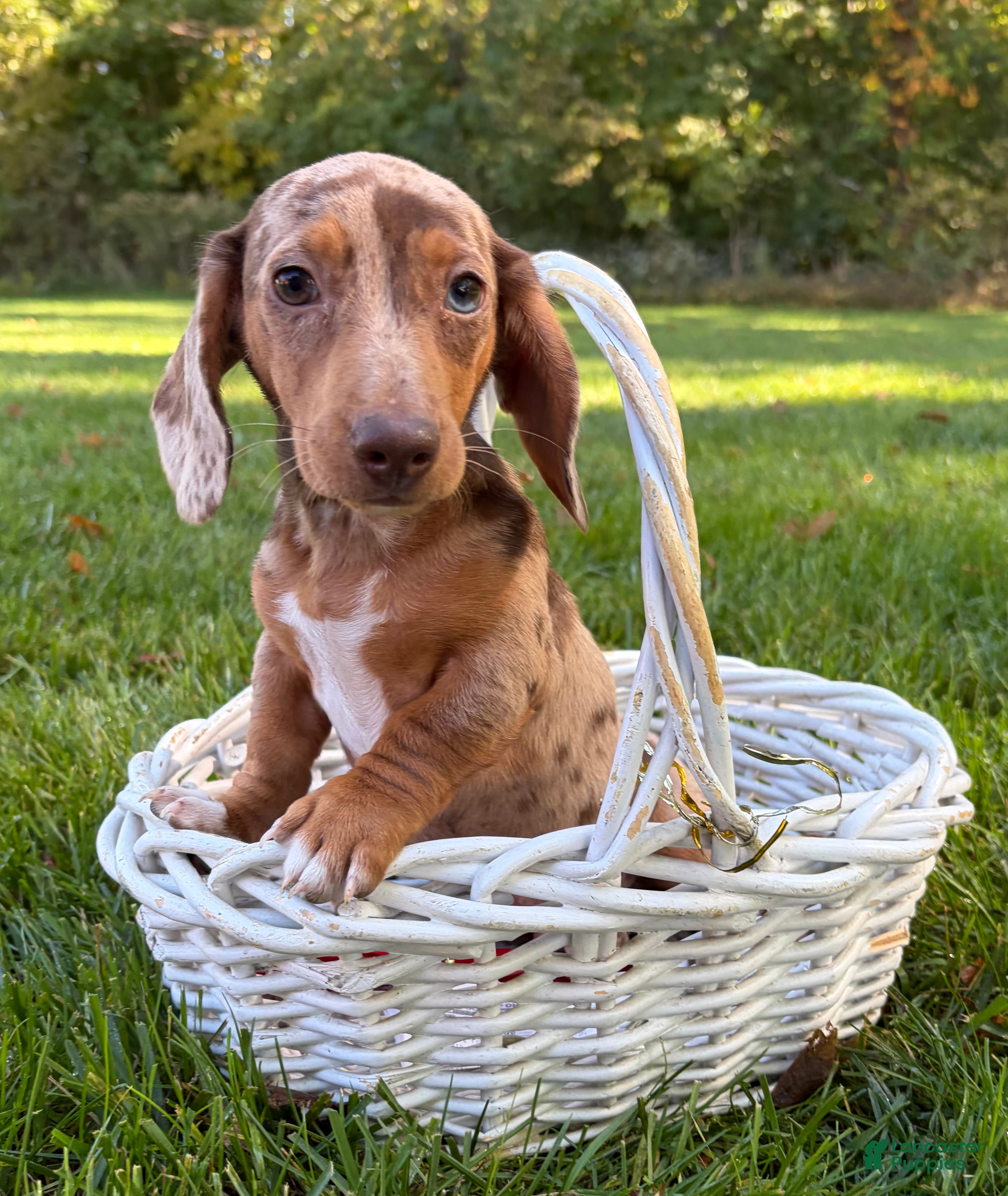 Dachshund dogs for sale: Finn - Ad 2