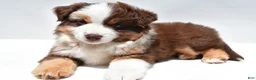 Miniature Australian Shepherd dogs for sale: Monica - Ad 12