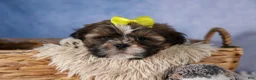 Shih Tzu dogs for sale: GISMO - Ad 7