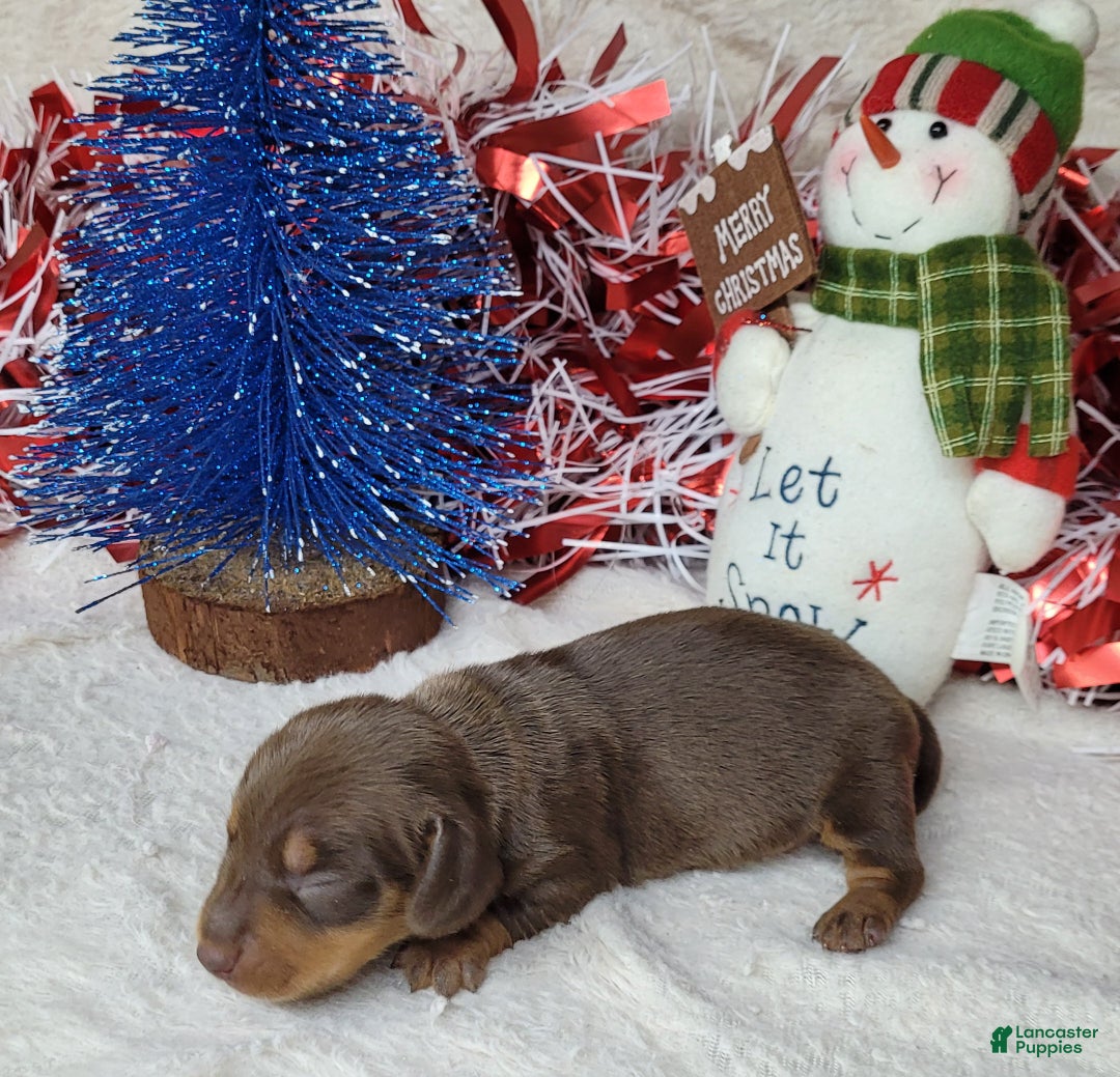 Miniature Dachshund dogs for sale: AKC Blade - Ad 12