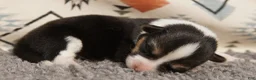 Welsh Corgi Pembroke dogs for sale: Clover - Ad 2