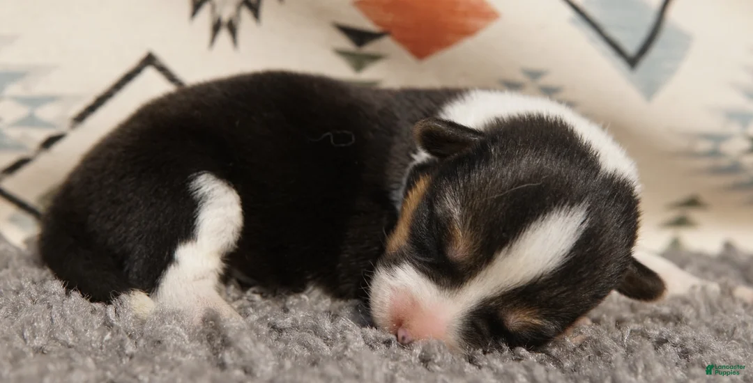 Welsh Corgi Pembroke dogs for sale: Clover - Ad 2