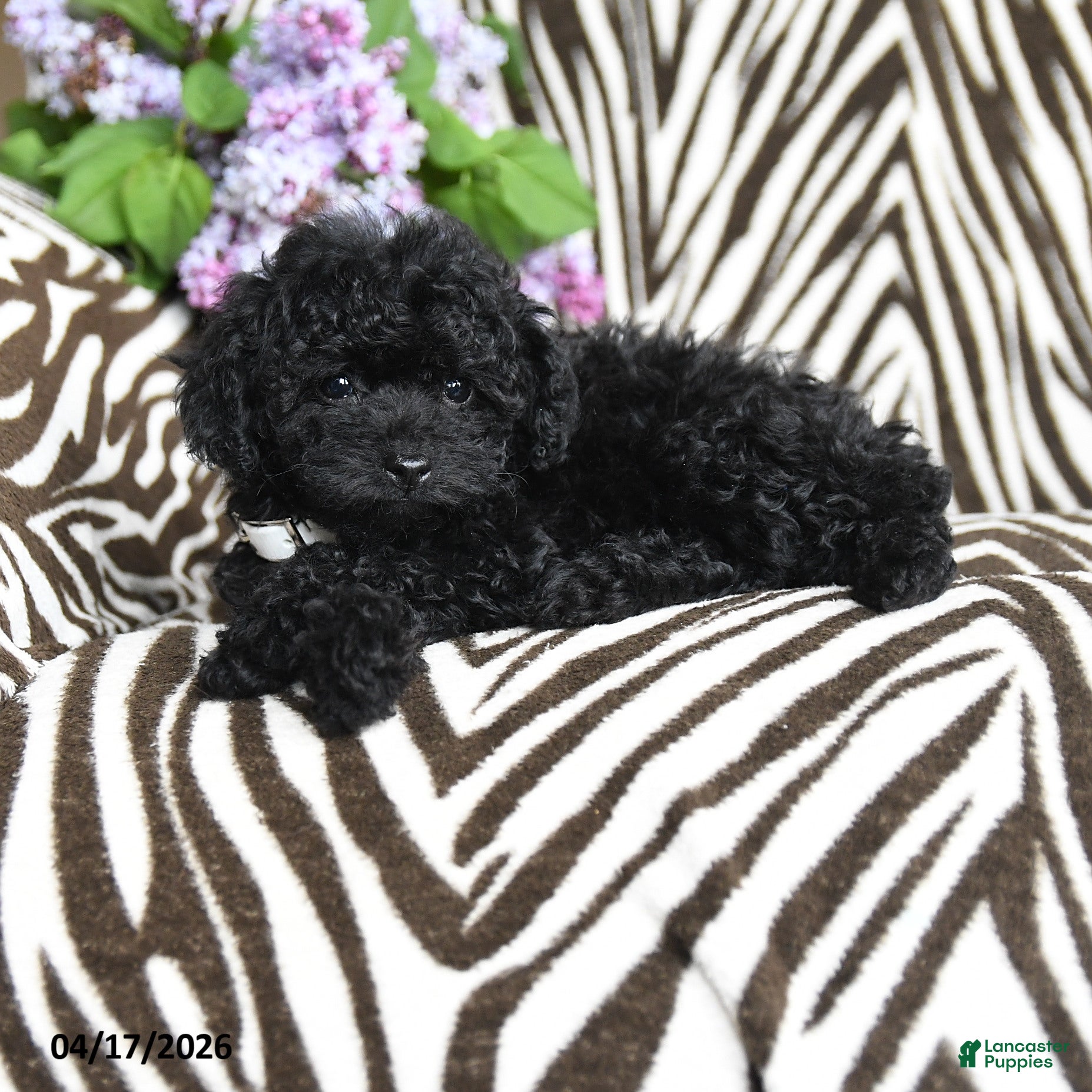 Havapoo dogs Barbie - Ad 2