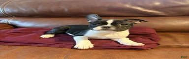French Bulldog 2