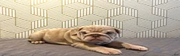 English Bulldog dogs for sale: River - Ad 3