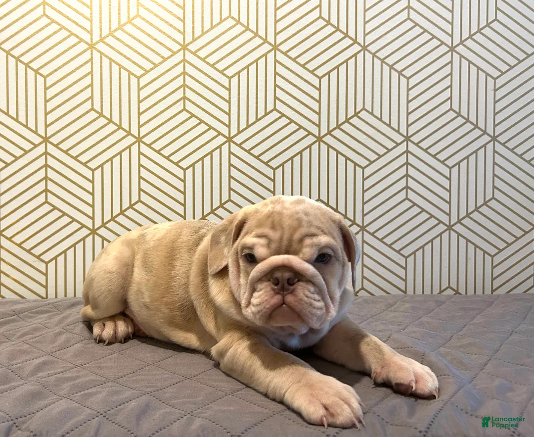 English Bulldog dogs for sale: River - Ad 3