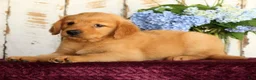 Golden Retriever dogs for sale: Shannon - Ad 11