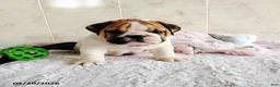 English Bulldog dogs for sale: Rio Grande - Ad 10