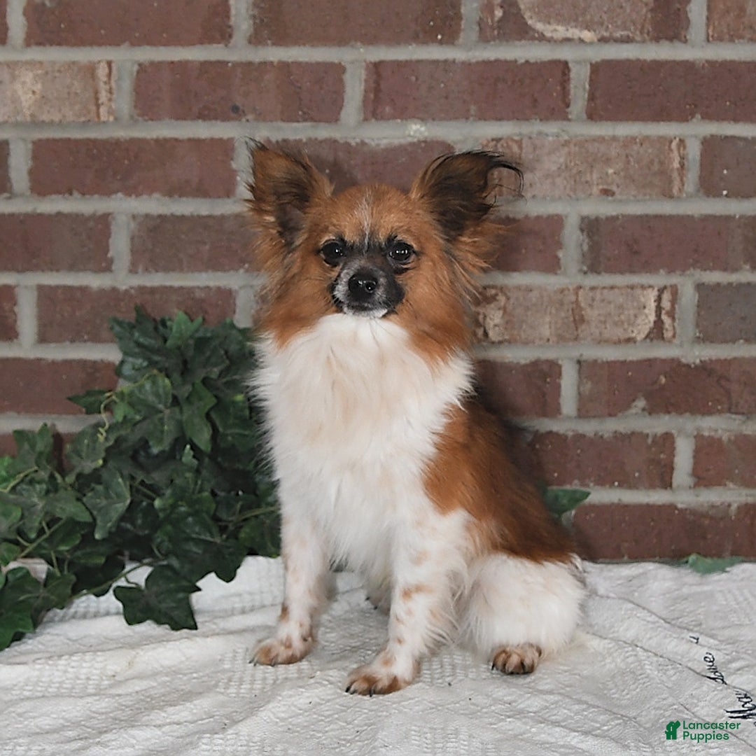 Papillon dogs for sale: Oreo - Ad 7