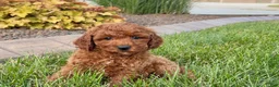 Cavapoo dogs for sale: Charlie - Ad 6