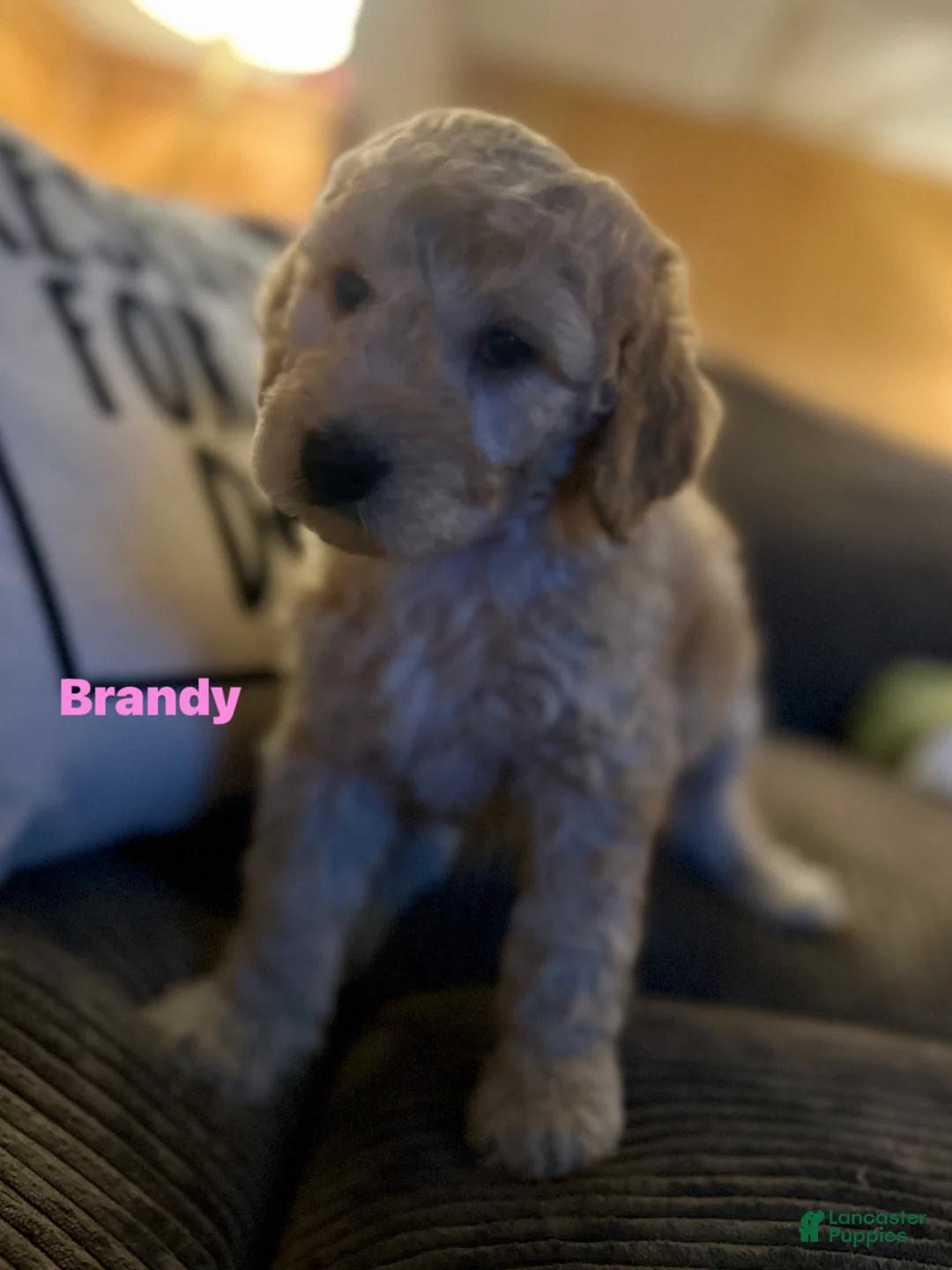 Goldendoodle dogs for sale: Brandy - Pink Collar Female  - Ad 2