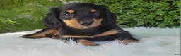 Miniature Dachshund dogs for sale: Vivian  - Ad 12