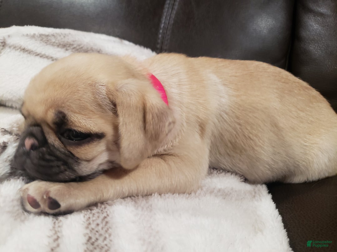 Pug dogs for sale: Pippi - AKC - Ad 4