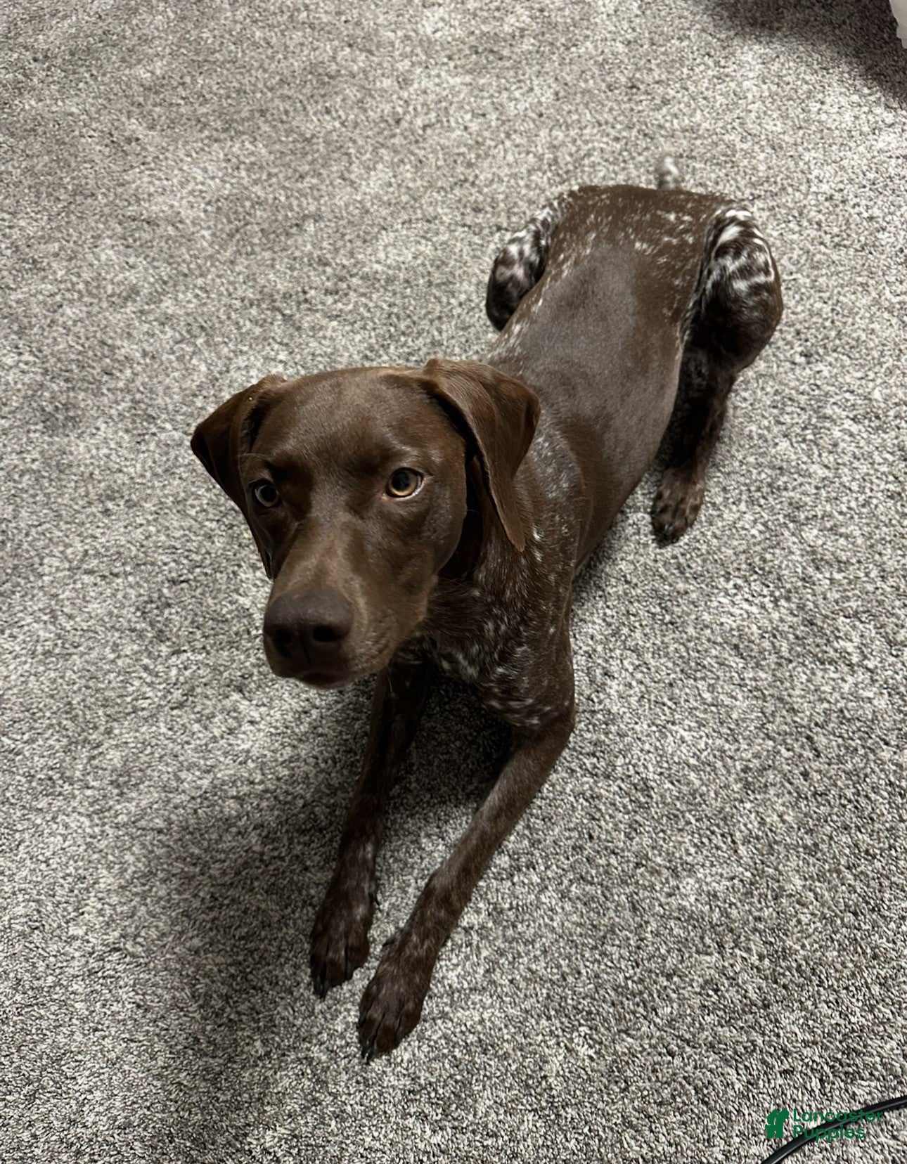 Molly
