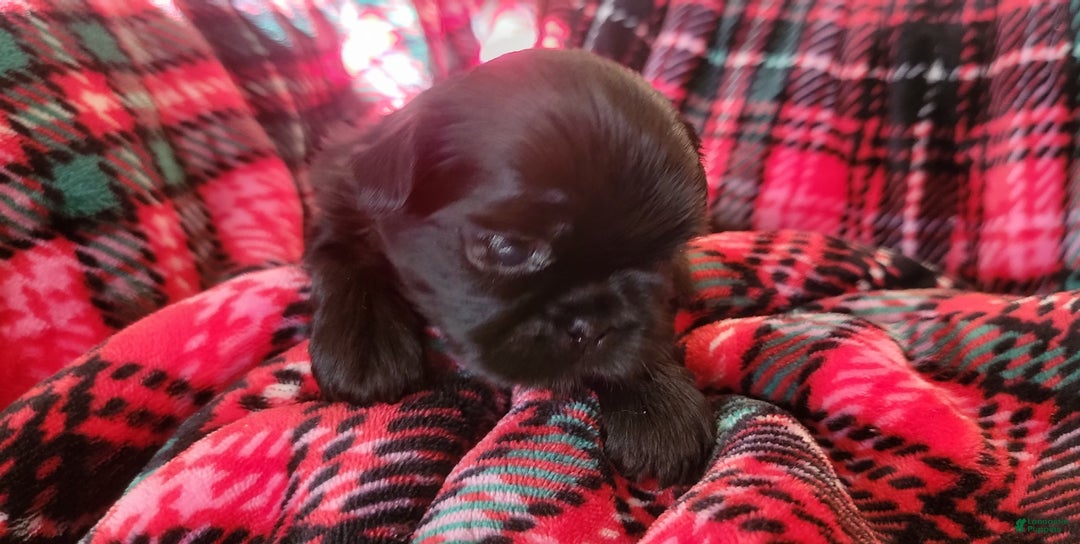Shih Tzu dogs for sale: CHARLIE, Shih Tzu, Male, 10 weeks, AKC Champion Blood Line - Ad 8