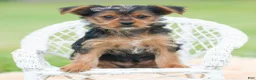 Yorkshire Terrier dogs for sale: Squiggles - Ad 6