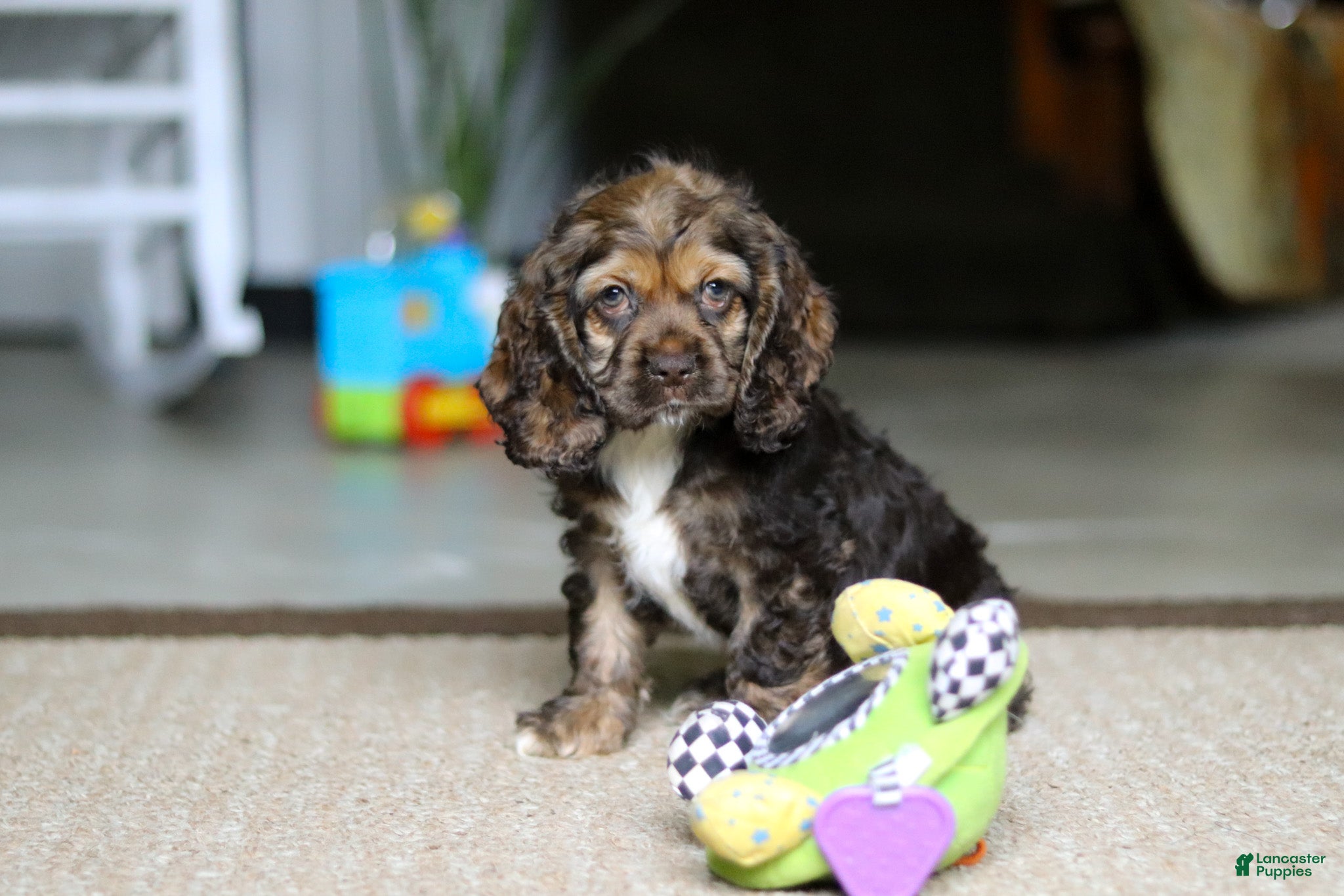 Cocker Spaniel dogs Bella - Ad 1