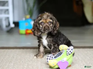 Cocker Spaniel dogs for sale: Bella - Ad 4