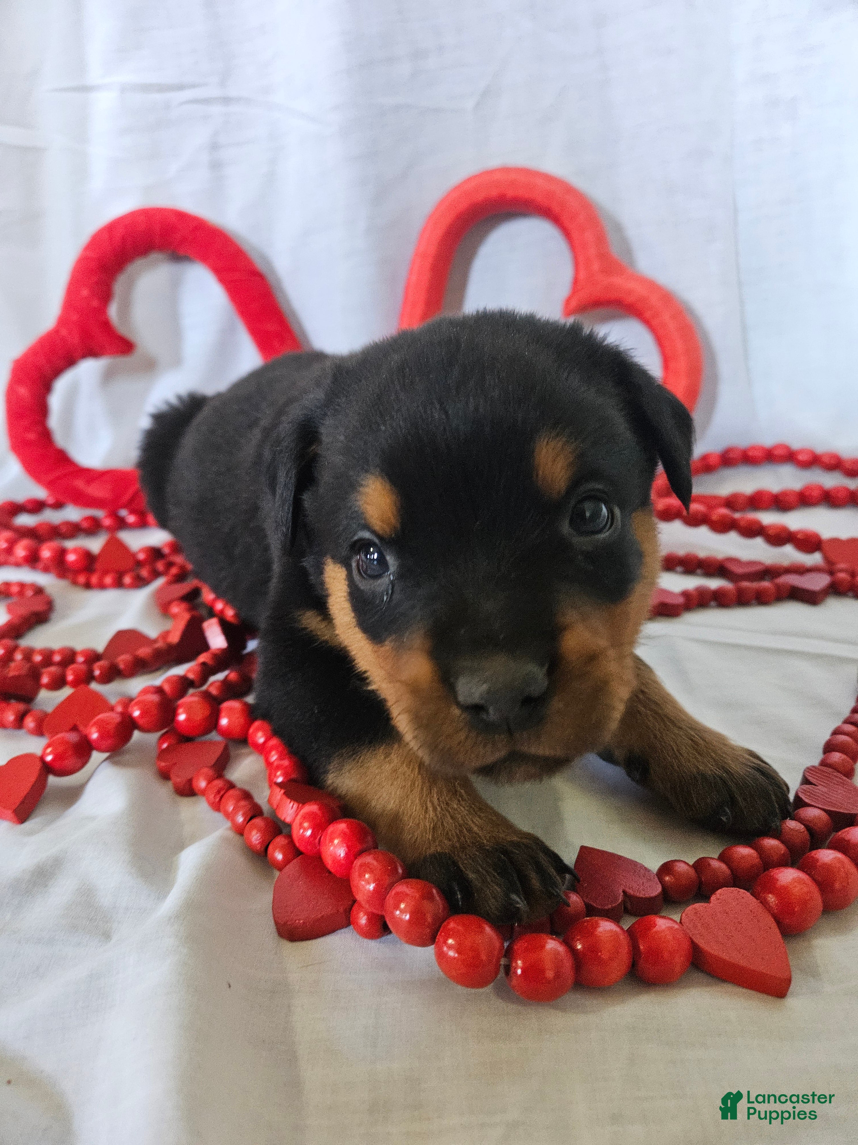 Rottweiler dogs Billy - Ad 6