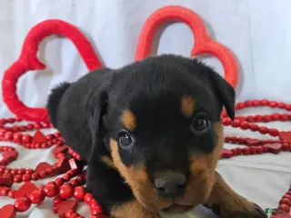 Rottweiler dogs Billy - Ad 1