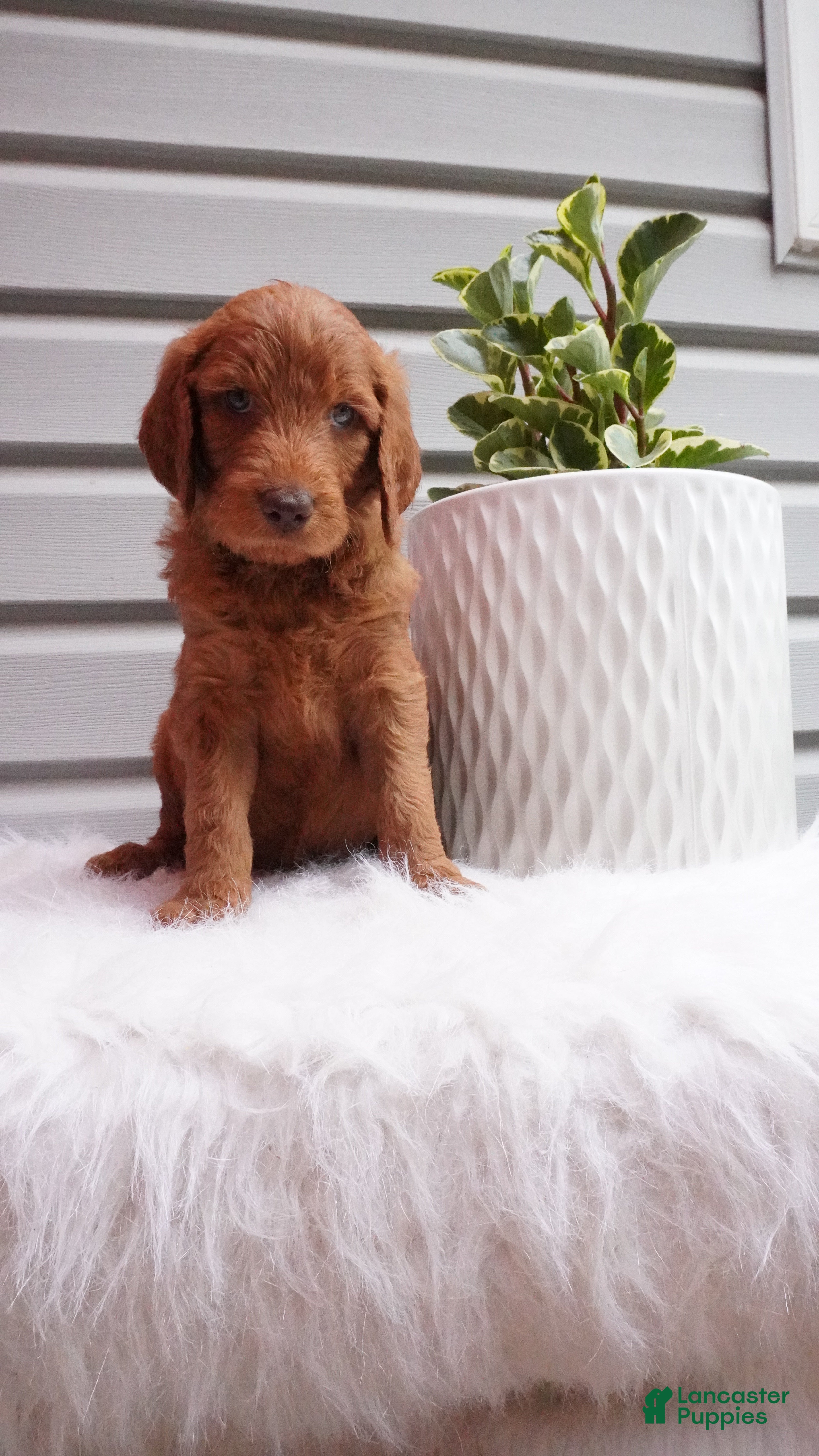 Goldendoodle dogs Pickles  - Ad 2