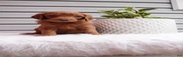 Goldendoodle dogs for sale: Pickles  - Ad 2