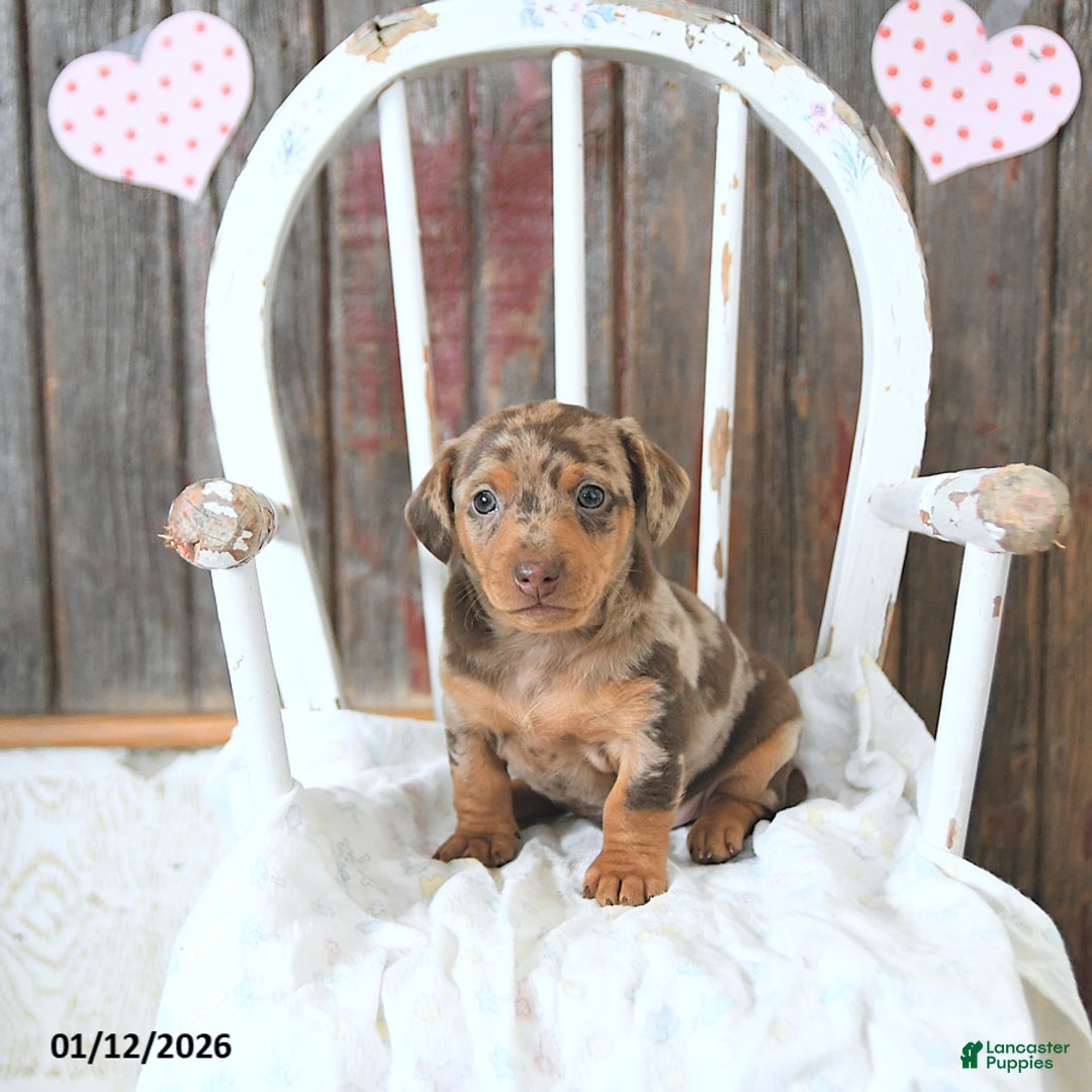 Miniature Dachshund dogs for sale: Bentley - Ad 2