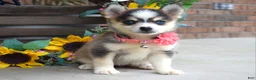 Pomsky dogs for sale: Paisley  - Ad 5
