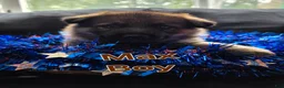German Shepherd dogs for sale: Max - Ad 3