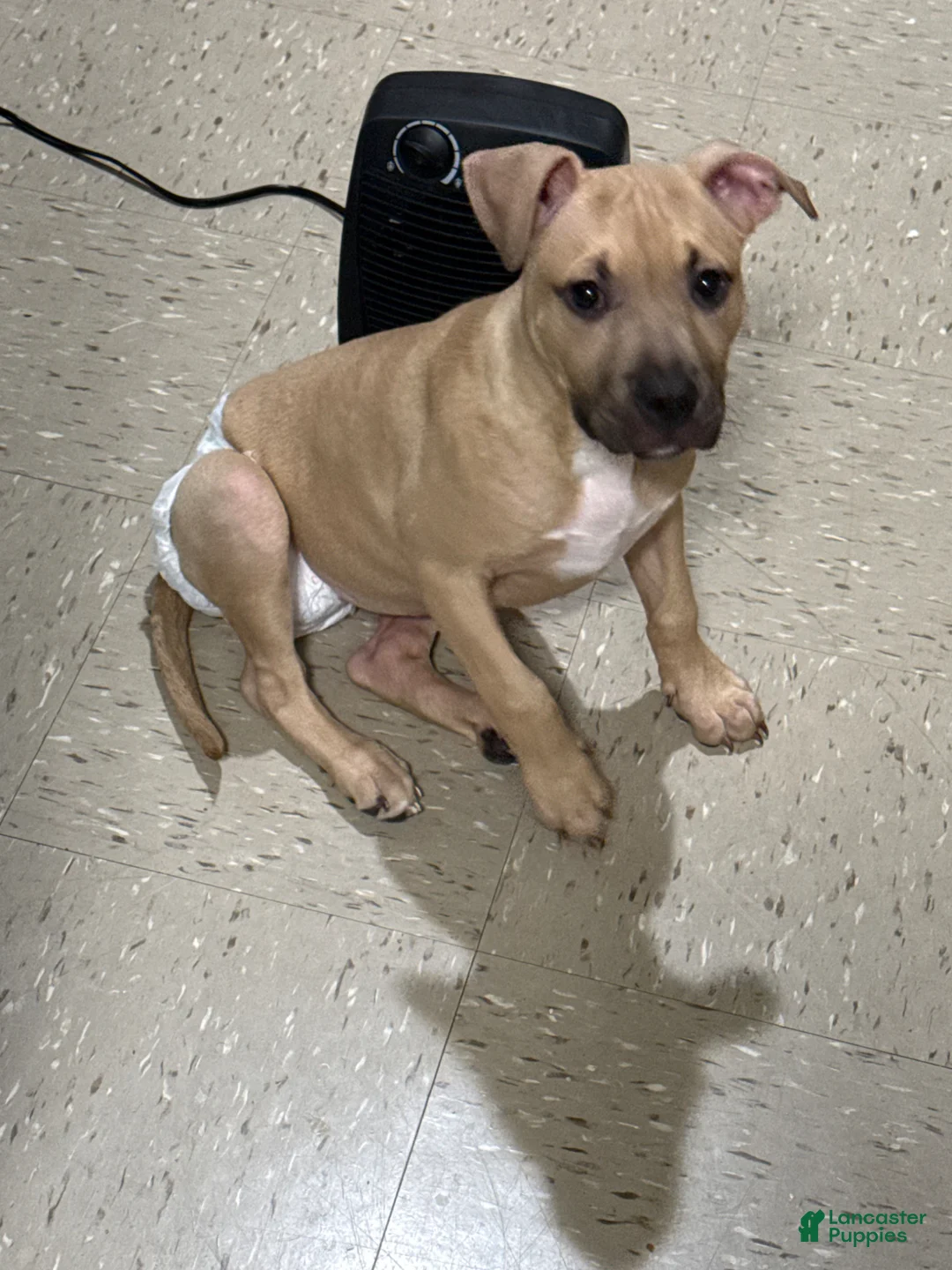 Mixed Breed dogs for sale: Mixed Breed Puppy 1 - Ad 4