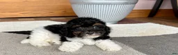 Mixed Breed dogs for sale: Maltipoo/Havanese boy 1 - Ad 12