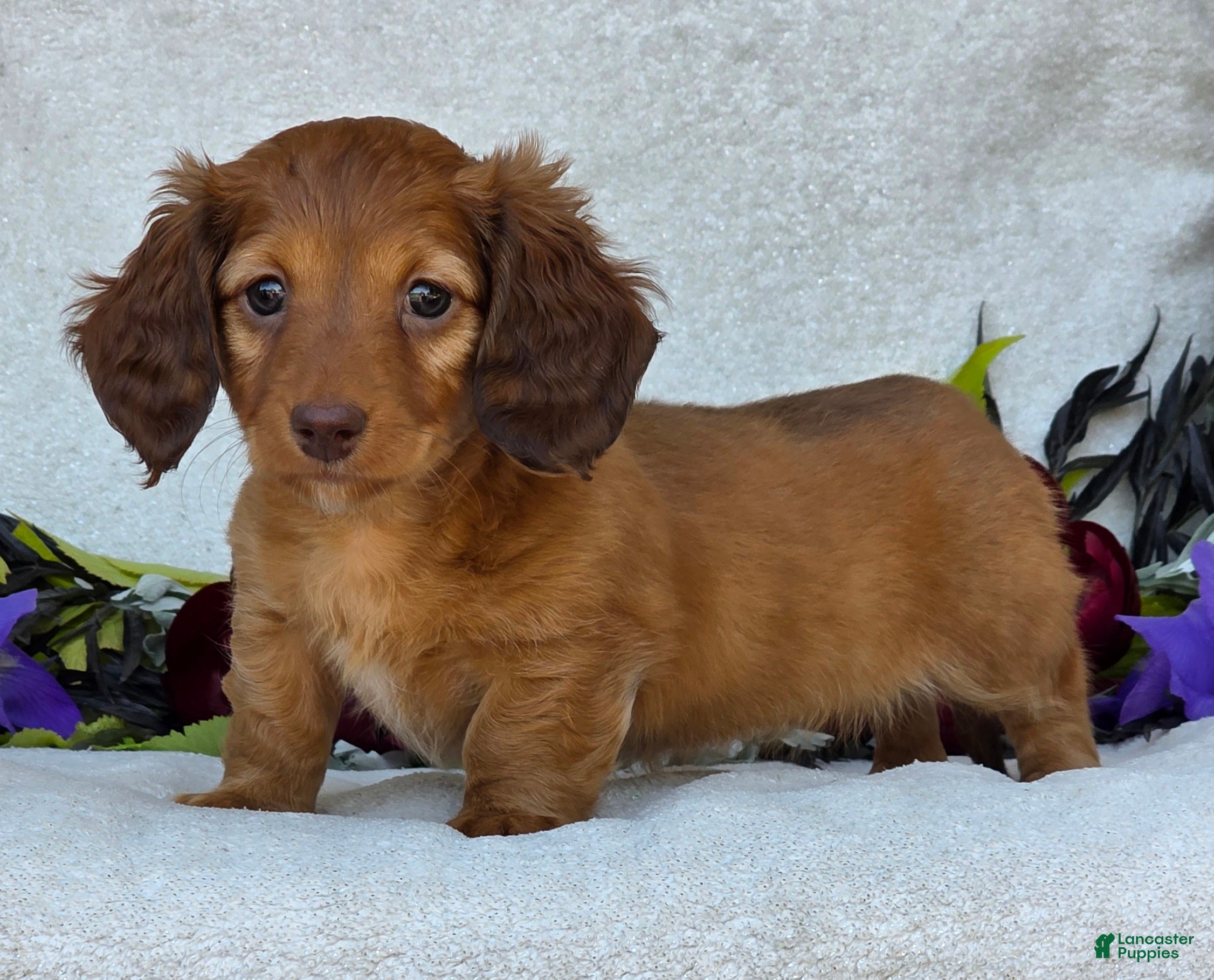 Miniature Dachshund dogs Liana - Ad 2
