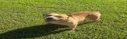 Olde English Bulldogge dogs for sale: Quinnlan - Ad 3