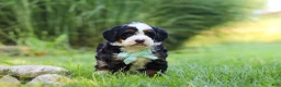 Mini Bernedoodle dogs for sale: Pez - Ad 2