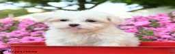 Maltese dogs for sale: Yeti - Ad 3