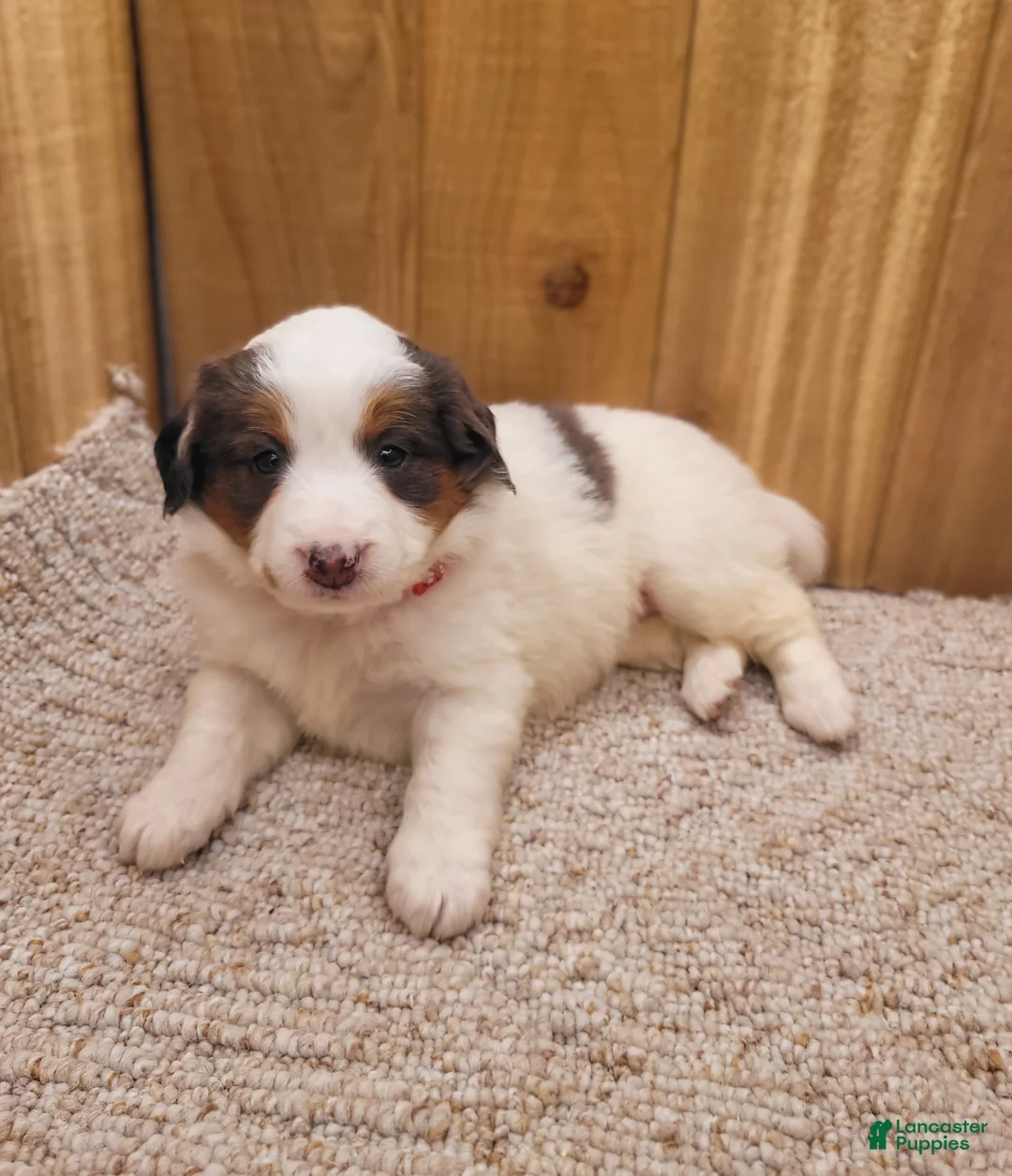 Mini Bernedoodle dogs for sale: Stacy - Ad 2
