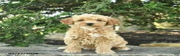 Goldendoodle dogs for sale: Molly - Ad 9