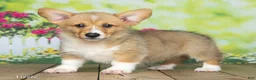 Welsh Corgi Pembroke dogs for sale: Lizzie - Ad 3