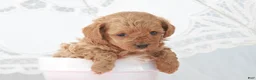 Toy Poodle dogs for sale: Macy - Ad 10