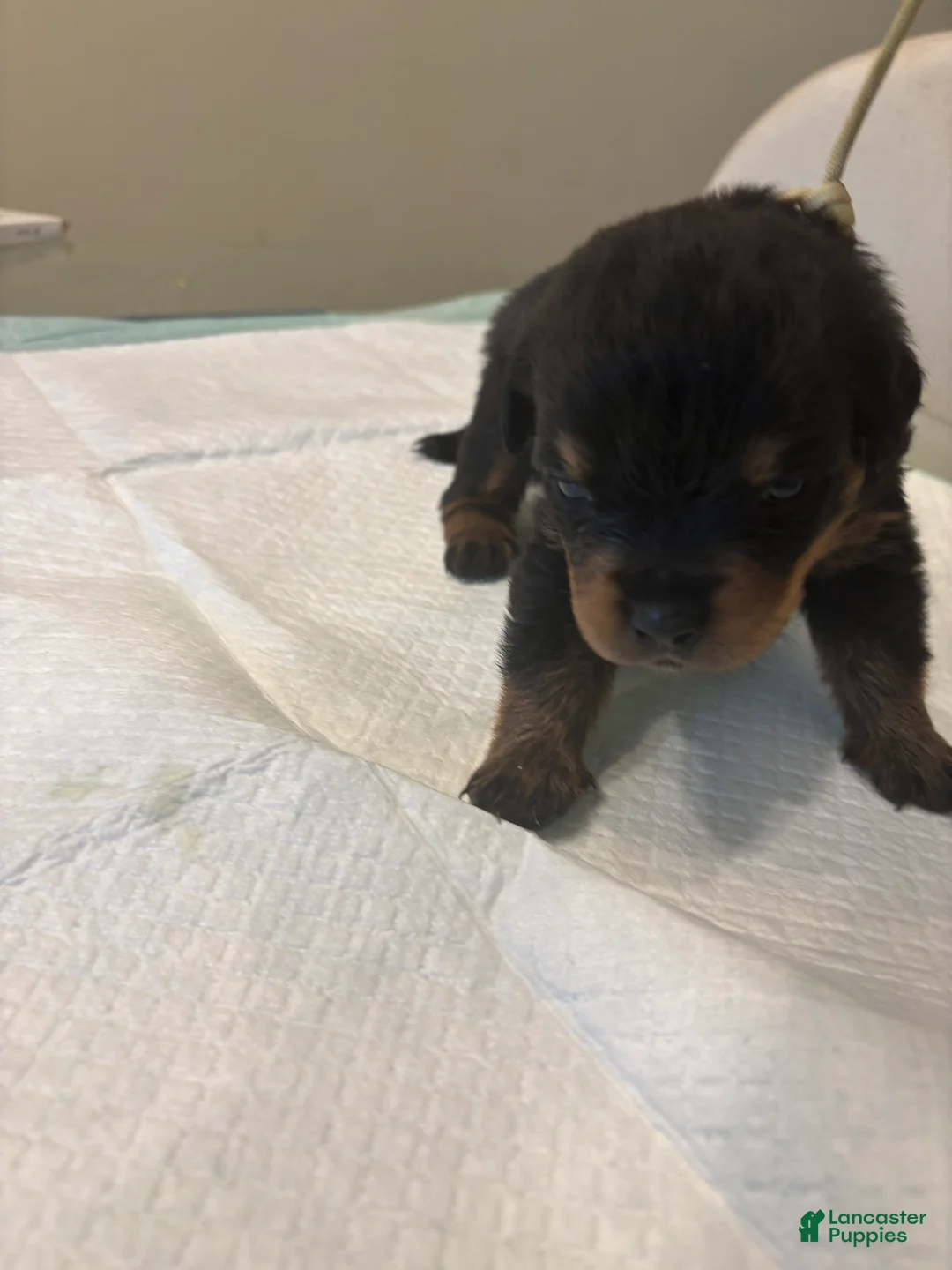 Rottweiler dogs for sale: White - Ad 2